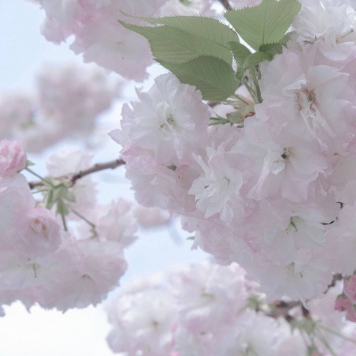 兽设毛发质感表现兽圈群